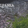 Tulipanka